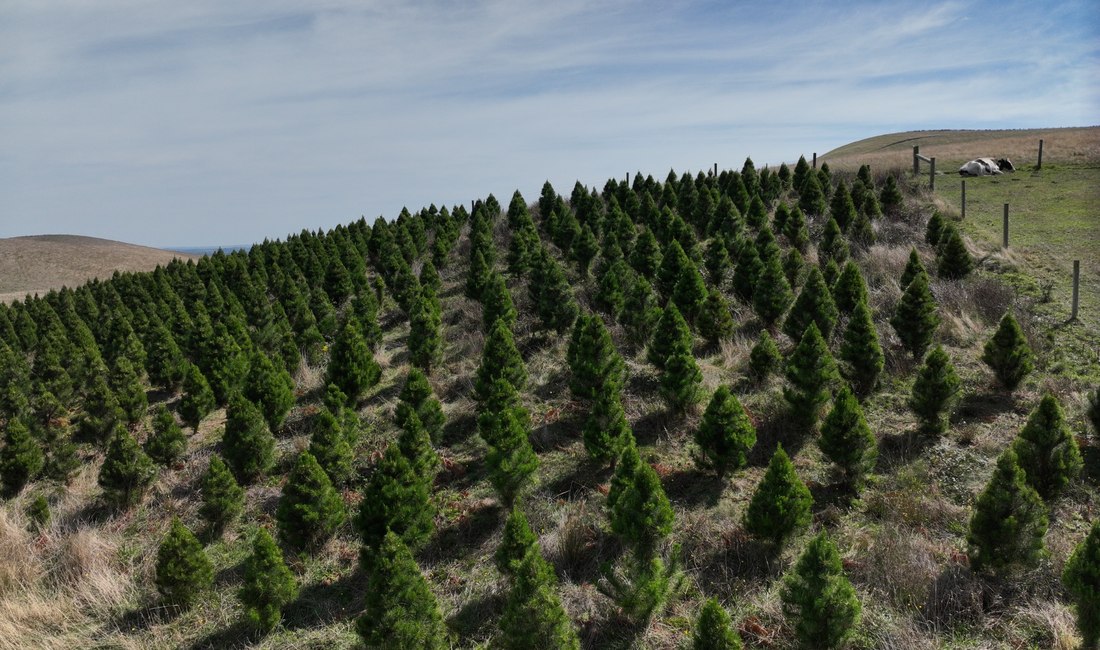 Real Foster Christmas tree rows