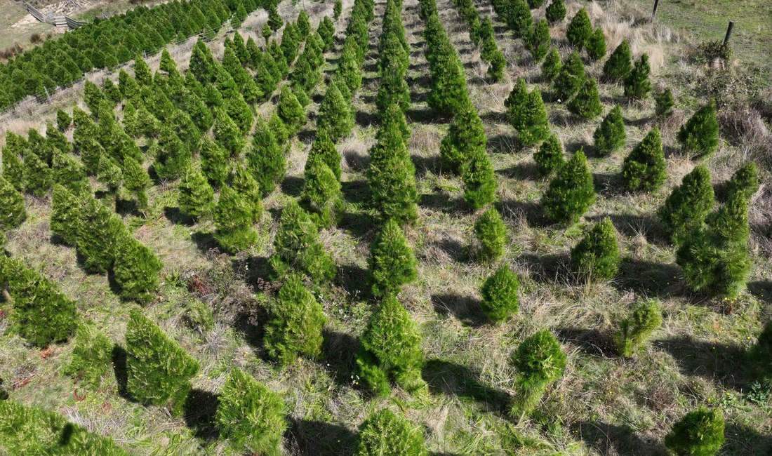 Drone view of the Christmas tree crop
