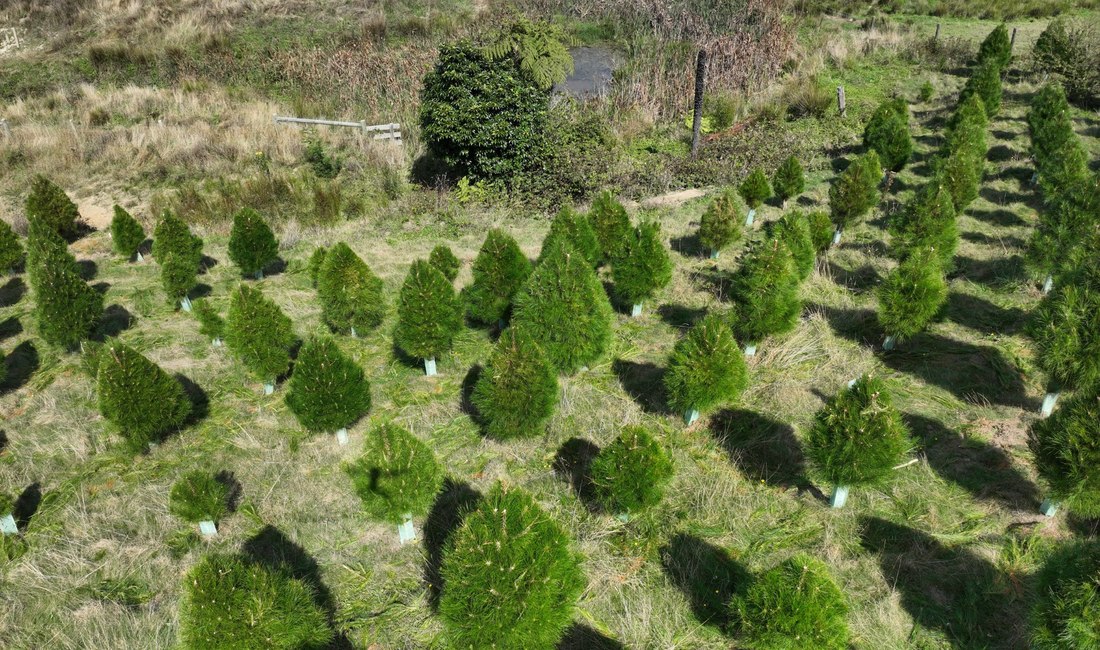 Hillside rows of Pinus radiata Christmas trees