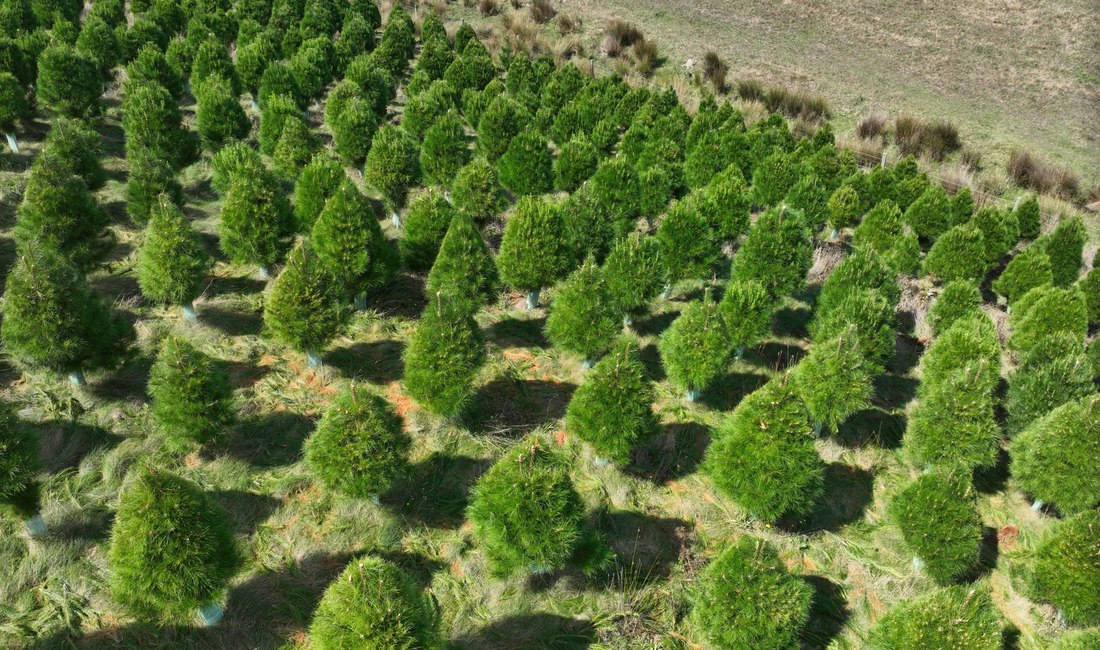 Foster Christmas tree farm hillside