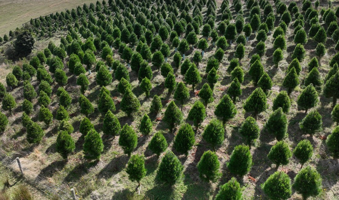 Young Christmas trees at Foster North