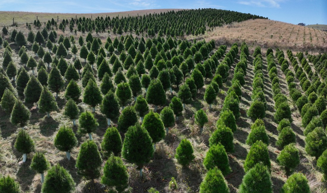 Prom Coast Christmas tree farm view