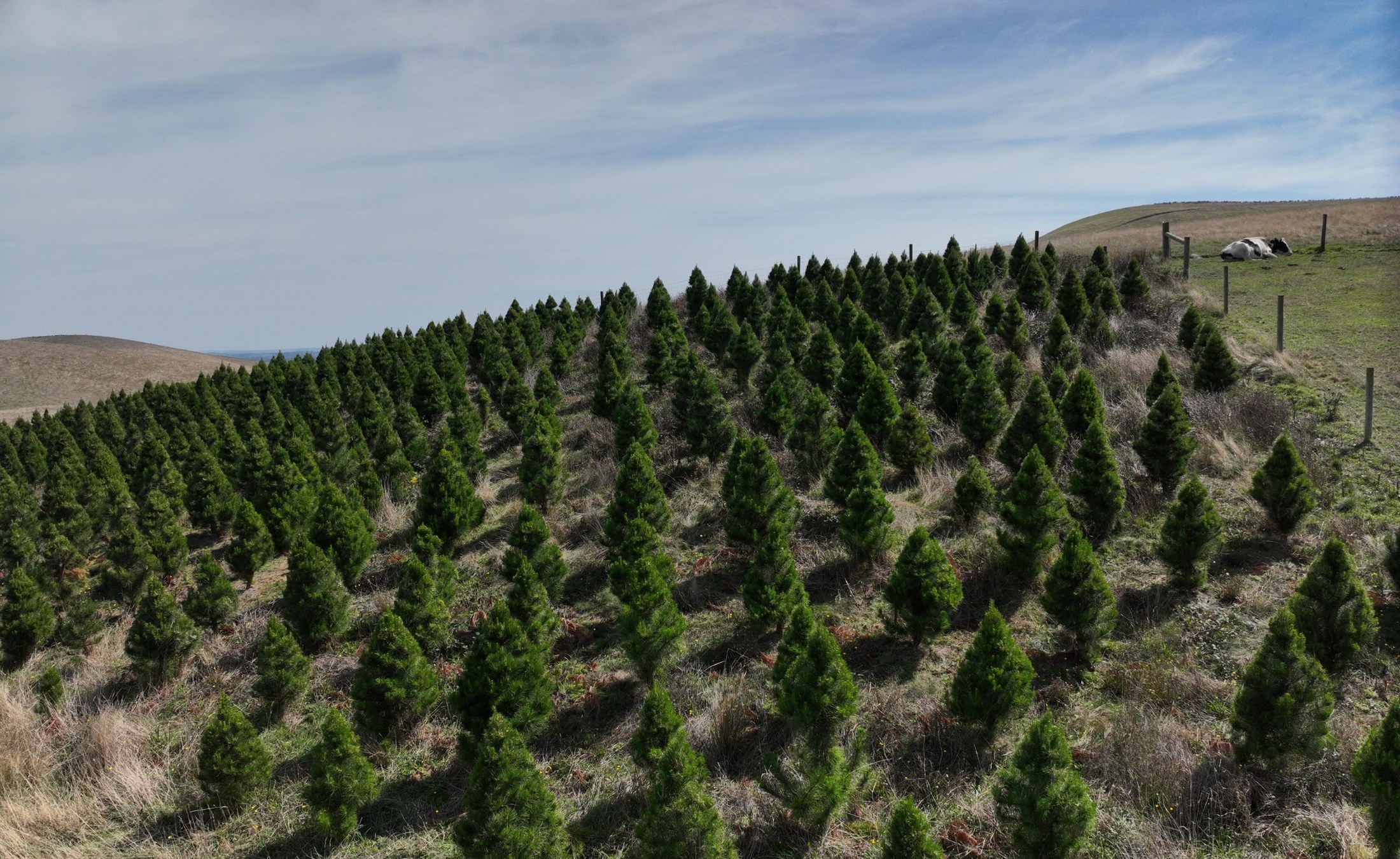 Drone photo of Foster Christmas Tree Farm rows on a hillside in Foster North