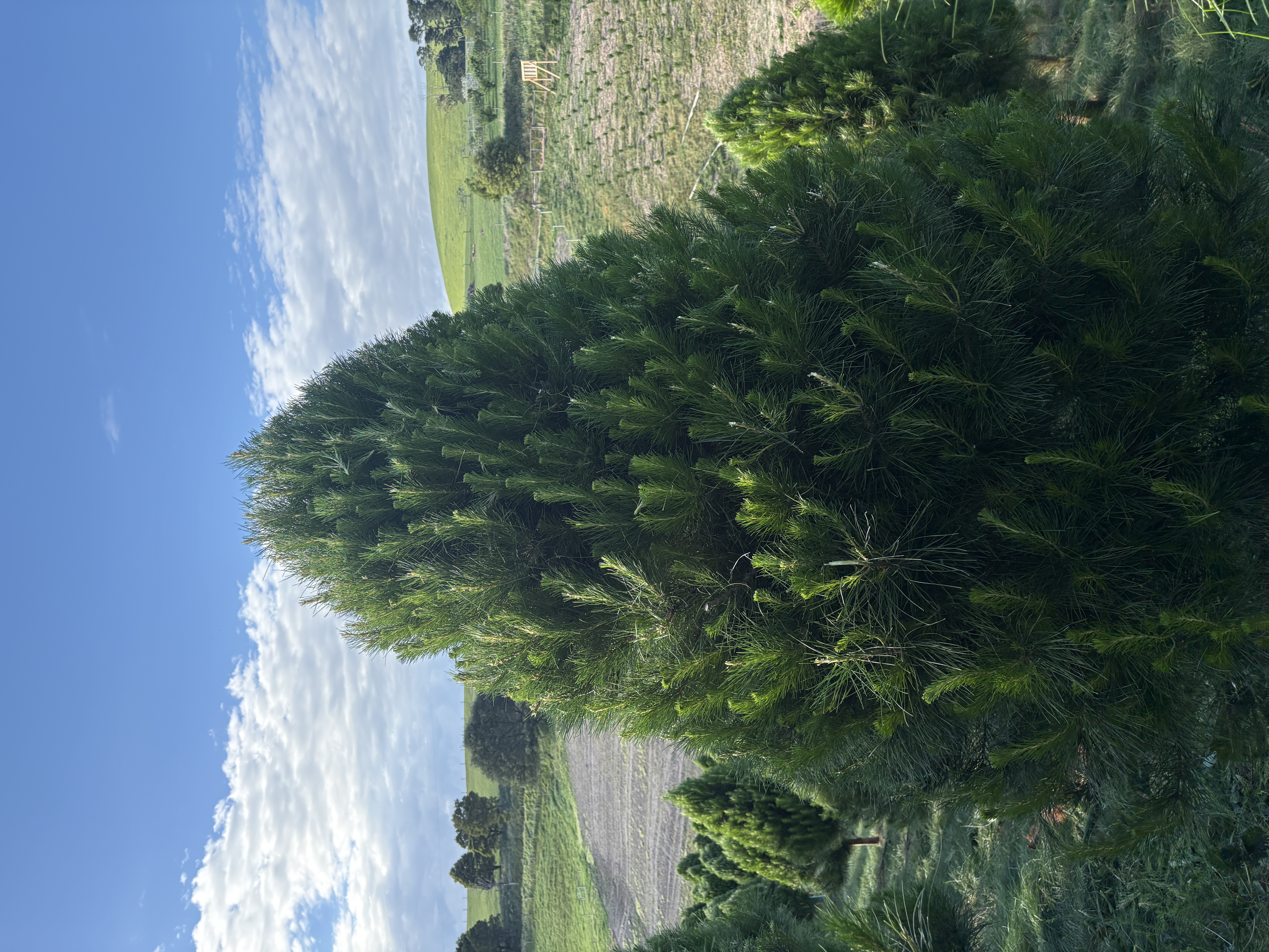 Extra Large Tree