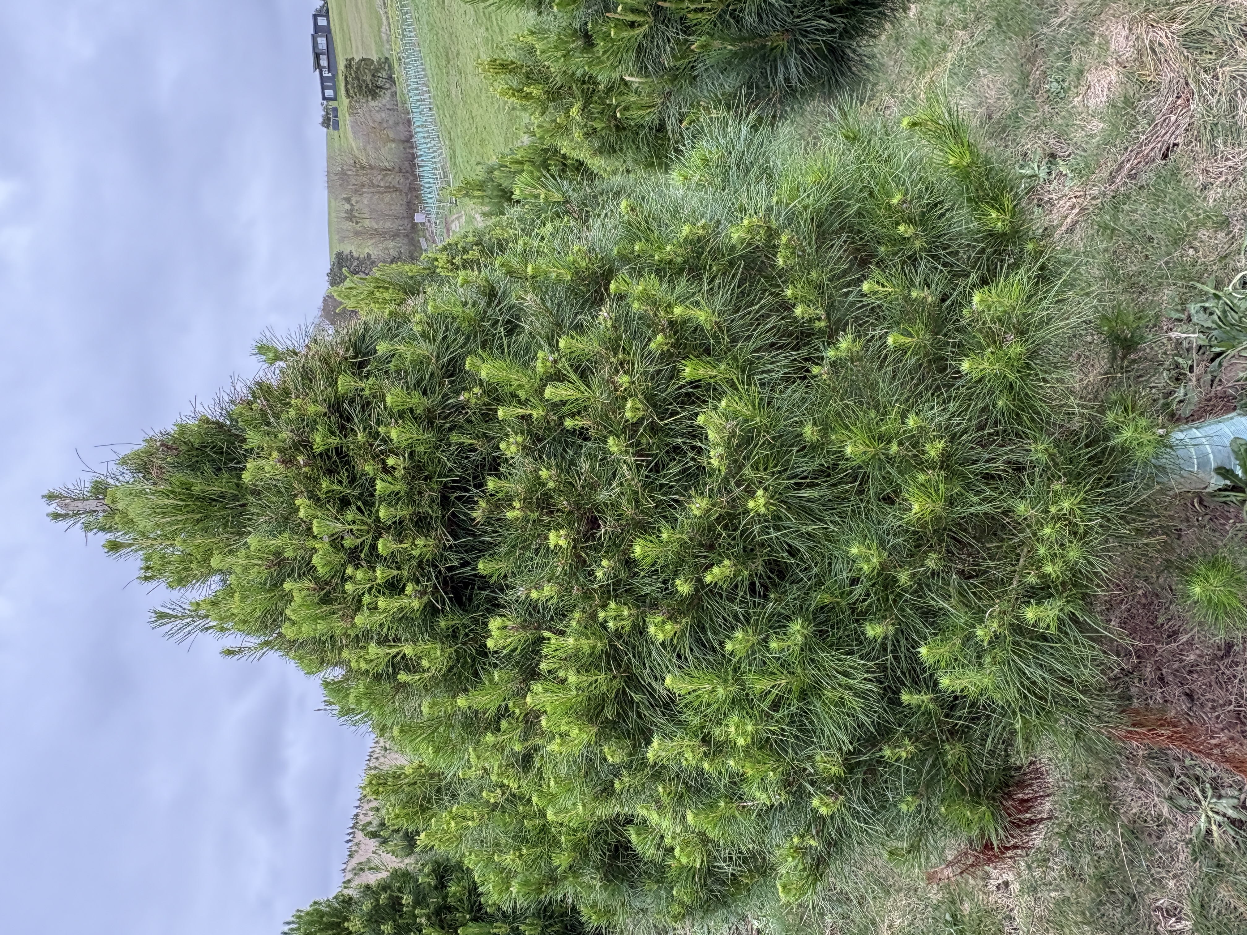 Large Tree