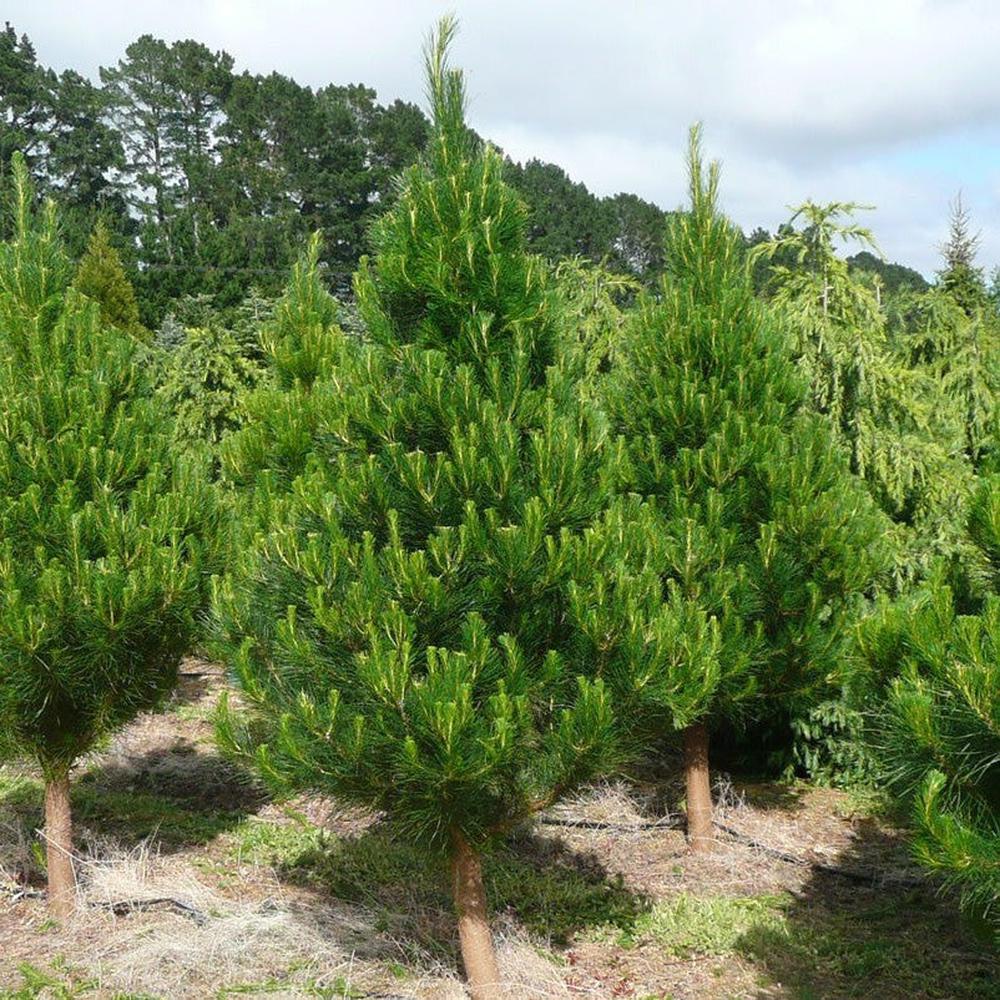 Small Tree