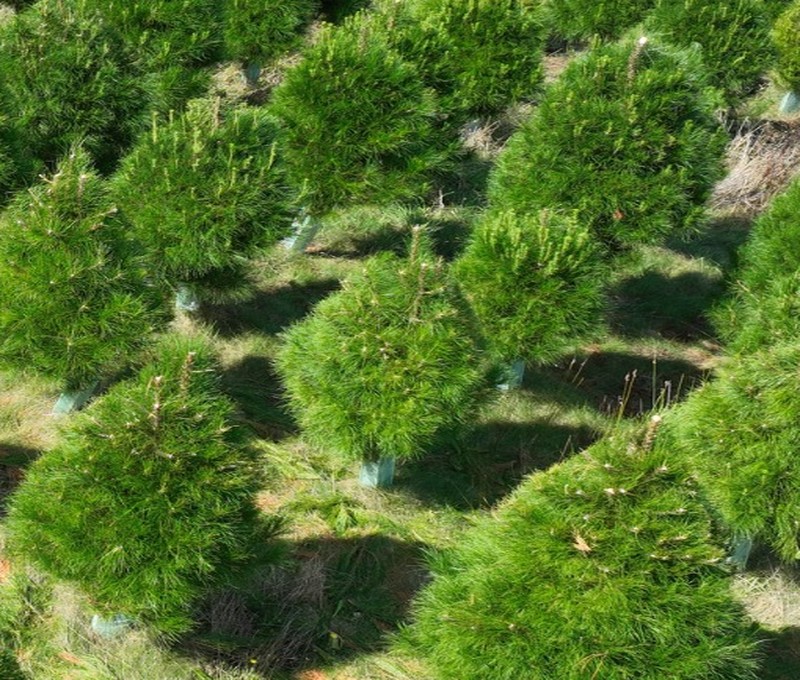 Large Pinus radiata Christmas tree grown at Foster Christmas Tree Farm