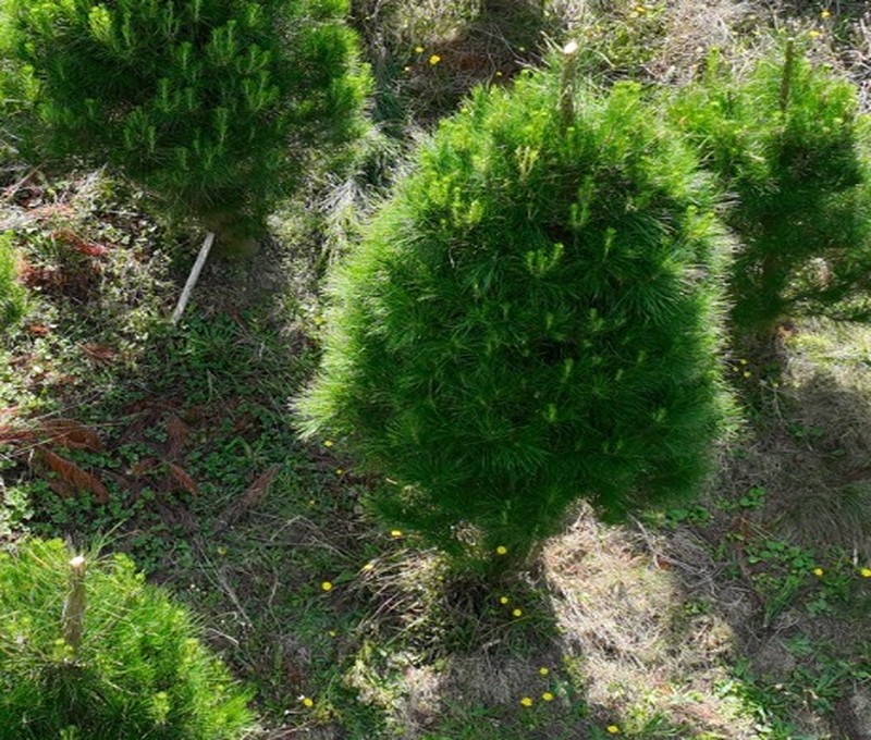 Small Pinus radiata Christmas tree grown at Foster Christmas Tree Farm